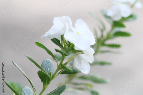 flowers of a tree