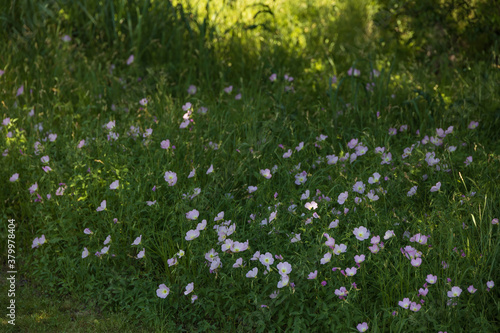 Field of Morning Glory wildflowers