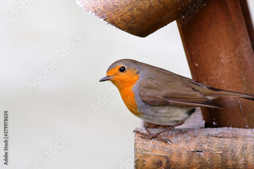 Red robin bird on wooden on birdfeeder table photo