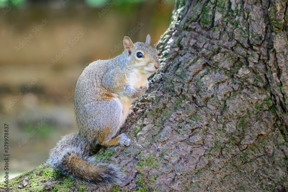 Gray squirrel standing at the basement of a tree monitoring for threats Gray squirrel standing at the basement of a tree monitoring for threats