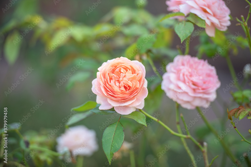Orangefarbene Rose Orangefarbene Rose