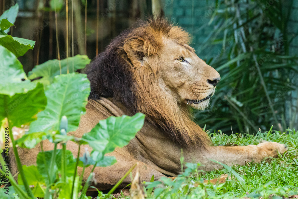 Naklejka premium Zoo Kuala Lumpur, Malaysia, Animals, Birds, Reptiles