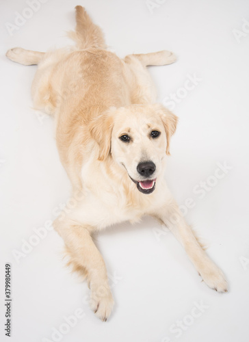 The dog golden retriever is looking in camera over white. Golden retriever lying isolated on white background in studio