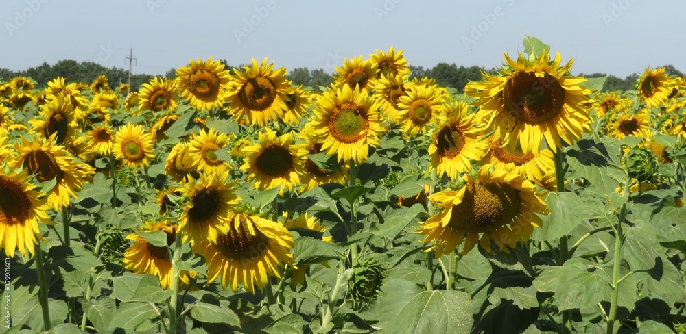 European field with sunflowers, panoramic view