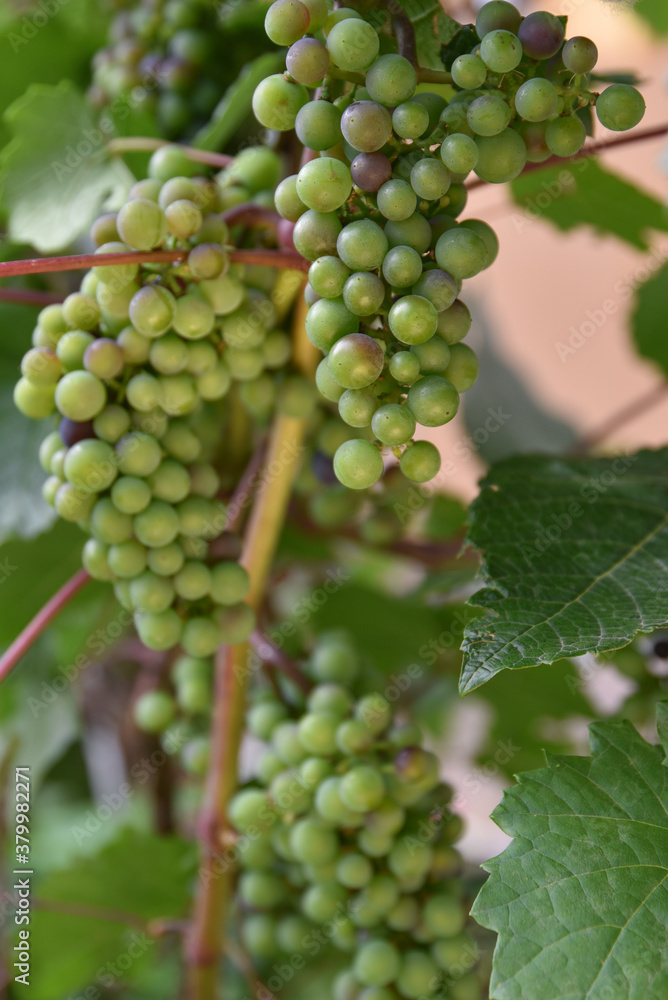 bunch of grapes