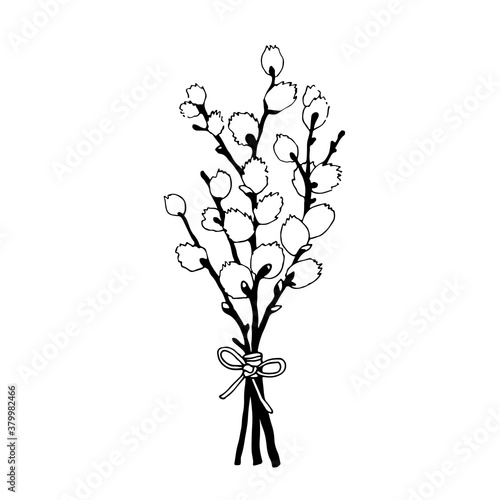 Willow branch hand drawn illustrarion, vector line sketch illustration isolated on white background
