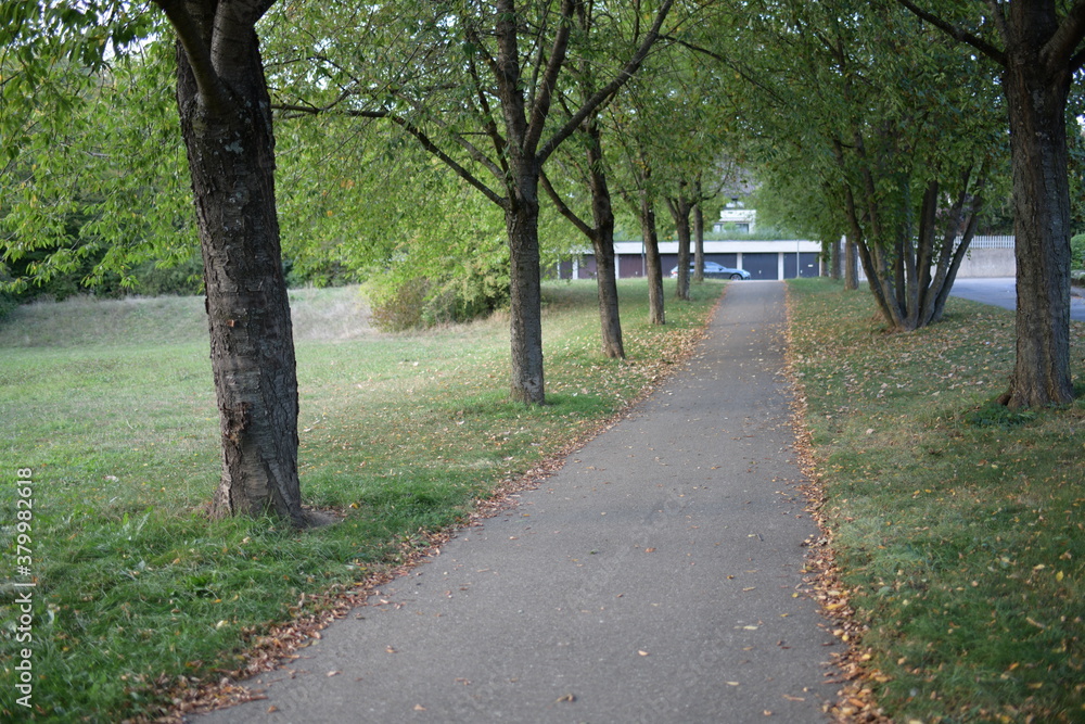 Fototapeta premium wald weg