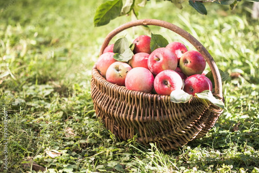 basket full of ripe apples in a garden. Apple harvest. Autumn concept basket full of ripe apples in a garden. Apple harvest. Autumn concept