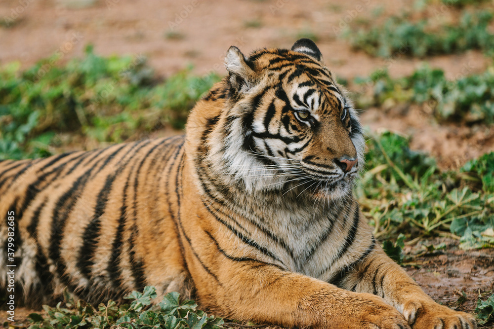 sumatran tiger laying on the ground sumatran tiger laying on the ground