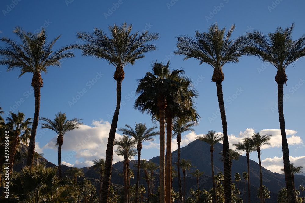 Desert landscape near Palm Springs, California. Desert landscape near Palm Springs, California.