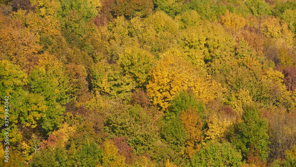 Colorful autumn trees in Buda hills in Budapest Hungary