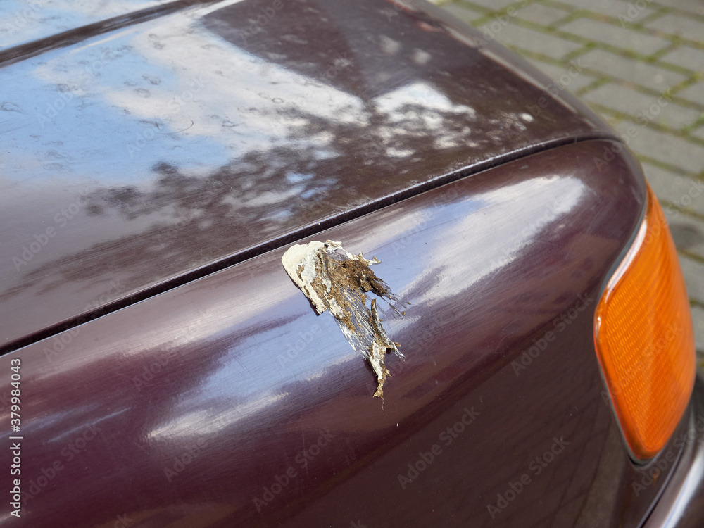 Huge Bird droppings on the fender of a purple car. Bird droppings