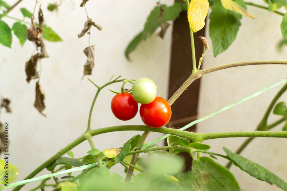 Cherry tomatoes on a branch in a greenhouse in the garden. Autumn harvest. Selective focus. Copy space.