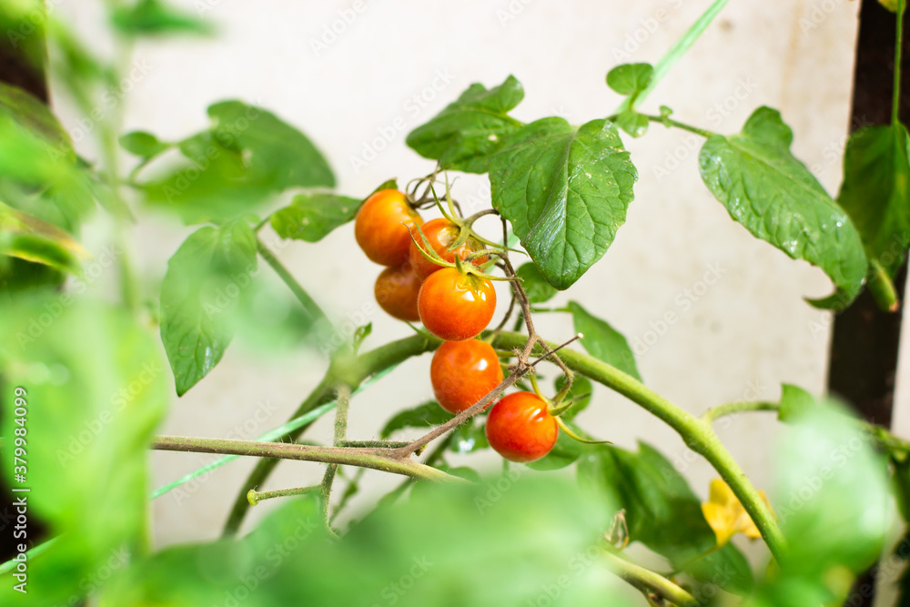 A lot of cherry tomatoes on a branch in a greenhouse in the garden. Autumn harvest. Selective focus. Copy space. Horizontal orientation.
