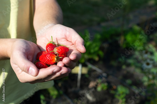 Red strawberries in hands. Autumn harvest. Horizontal orientation.