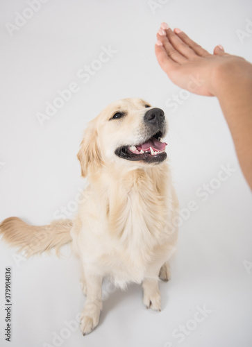 Obedient golden retriever dog with his owner practicing sit command.