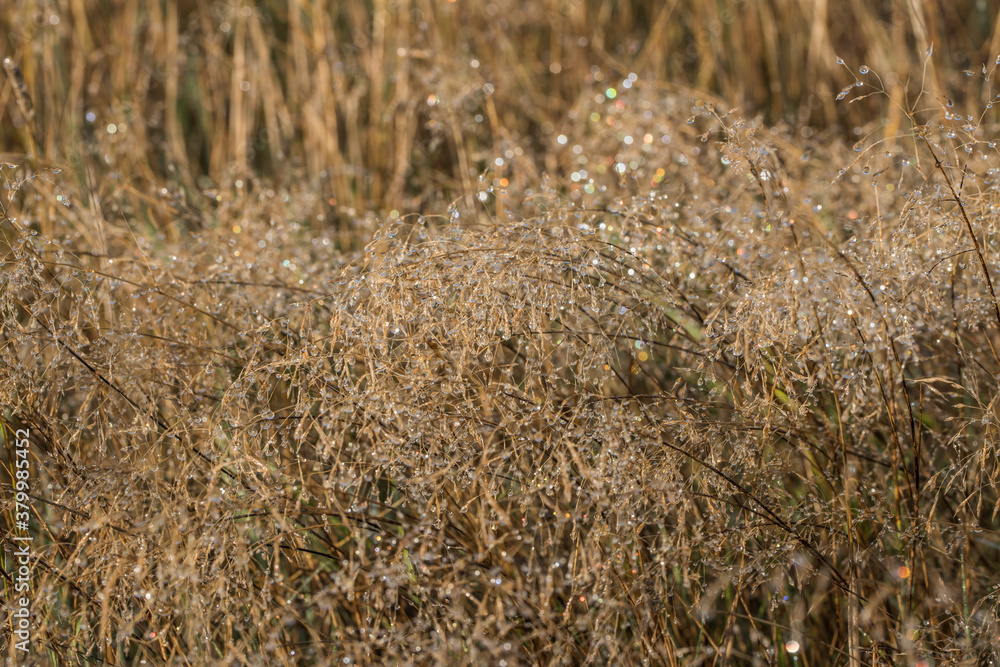 Fototapeta premium Autumn morning in Sweden Skåne