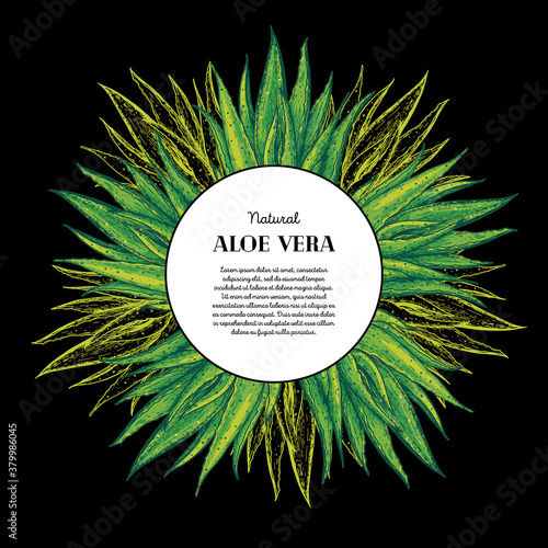 Aloe vera hand drawn label. Vector illustration. Botanical design with aloe. Colorful illustration.
