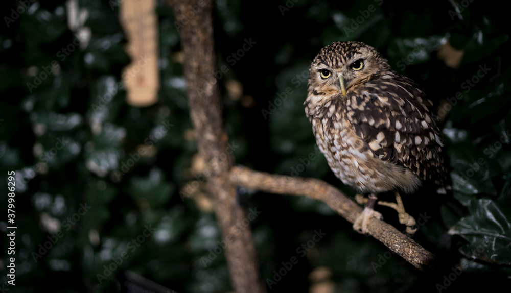 Little Owl looking straight into the camera Little Owl looking straight into the camera