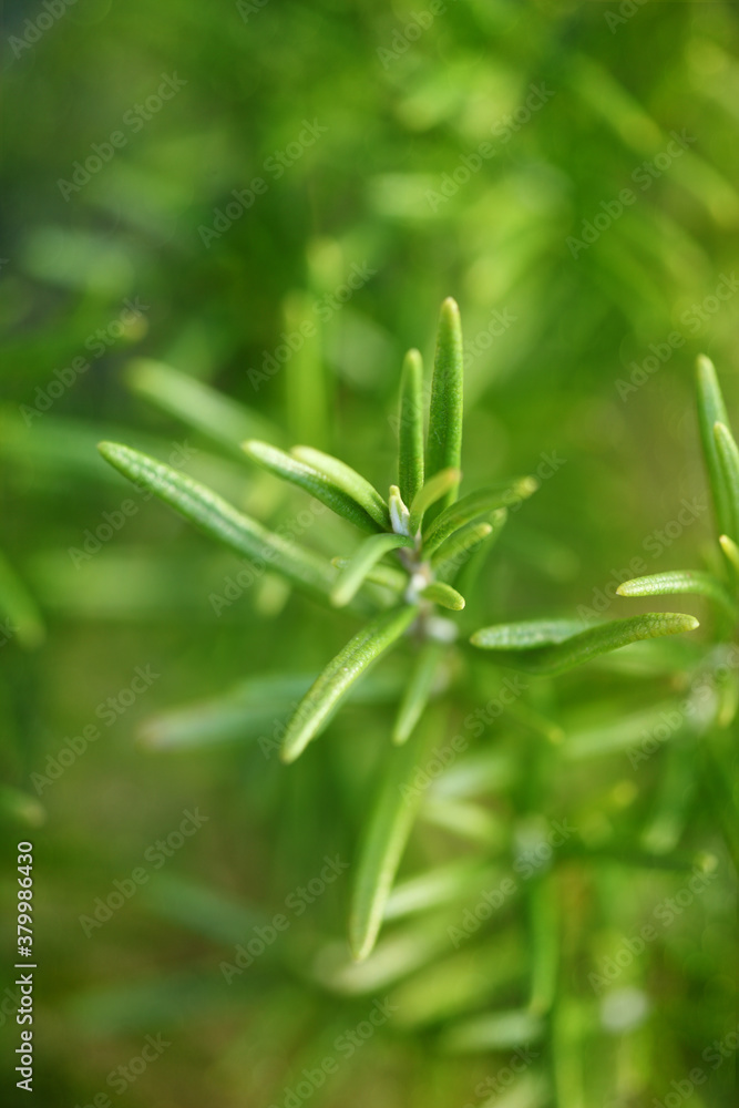 Rosemary herb Rosemary herb