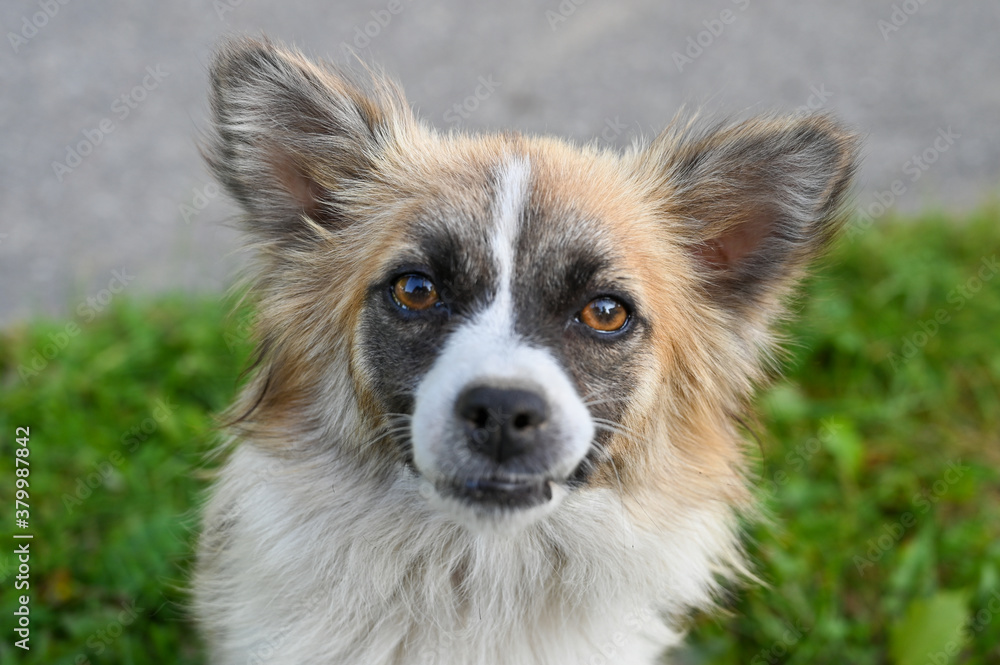 portrait of an abandoned dog with sad eyes portrait of an abandoned dog with sad eyes