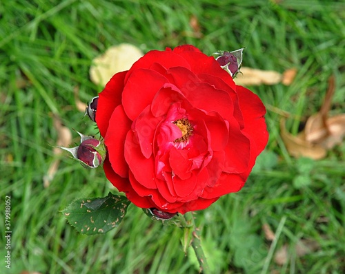 red roses in garden photo