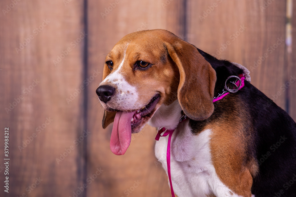 beagle dog portrait beagle dog portrait