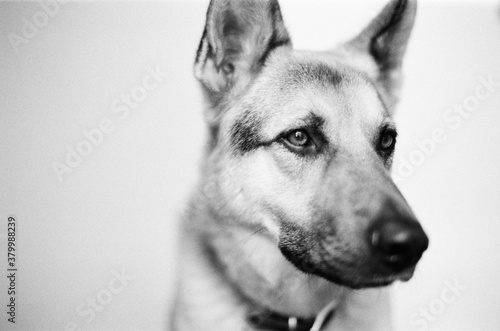 Portrait of dog
