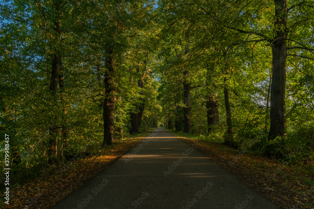 Bike path near Nadeje pond near Hluboka nad Vltavou town in summer morning Bike path near Nadeje pond near Hluboka nad Vltavou town in summer morning