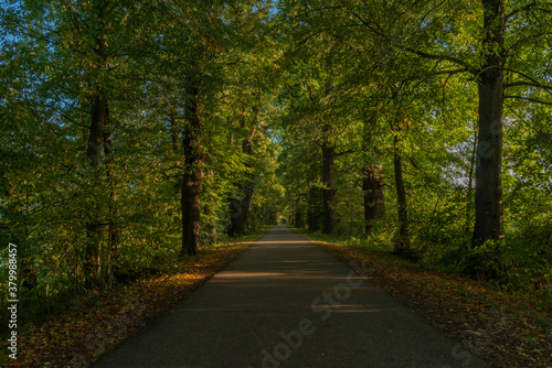 Bike path near Nadeje pond near Hluboka nad Vltavou town in summer morning