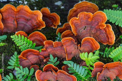 Turkey Tail fungus, resurrection fern and moss on a rainy fall d photo