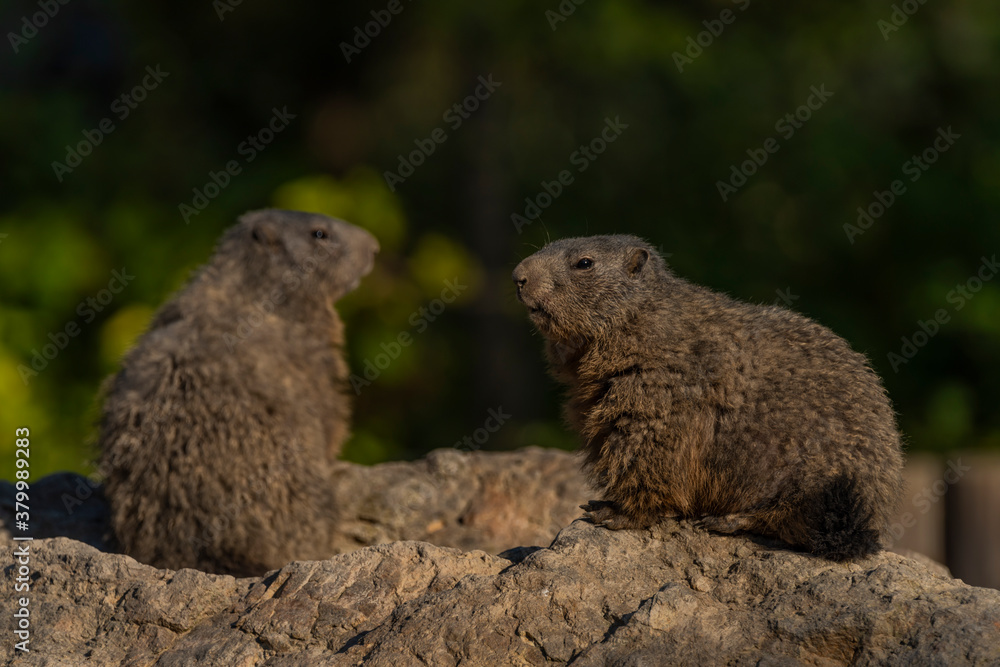 Fototapeta premium Marmot on stone in sunny nice summer morning