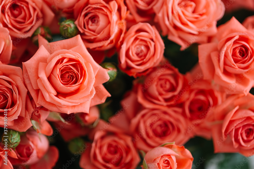 Pink roses in closeup Pink roses in closeup