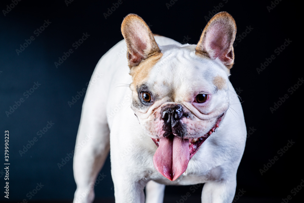 Fototapeta premium Bulldog pet