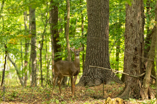 The white-tailed deer in the autumn forest © Denny