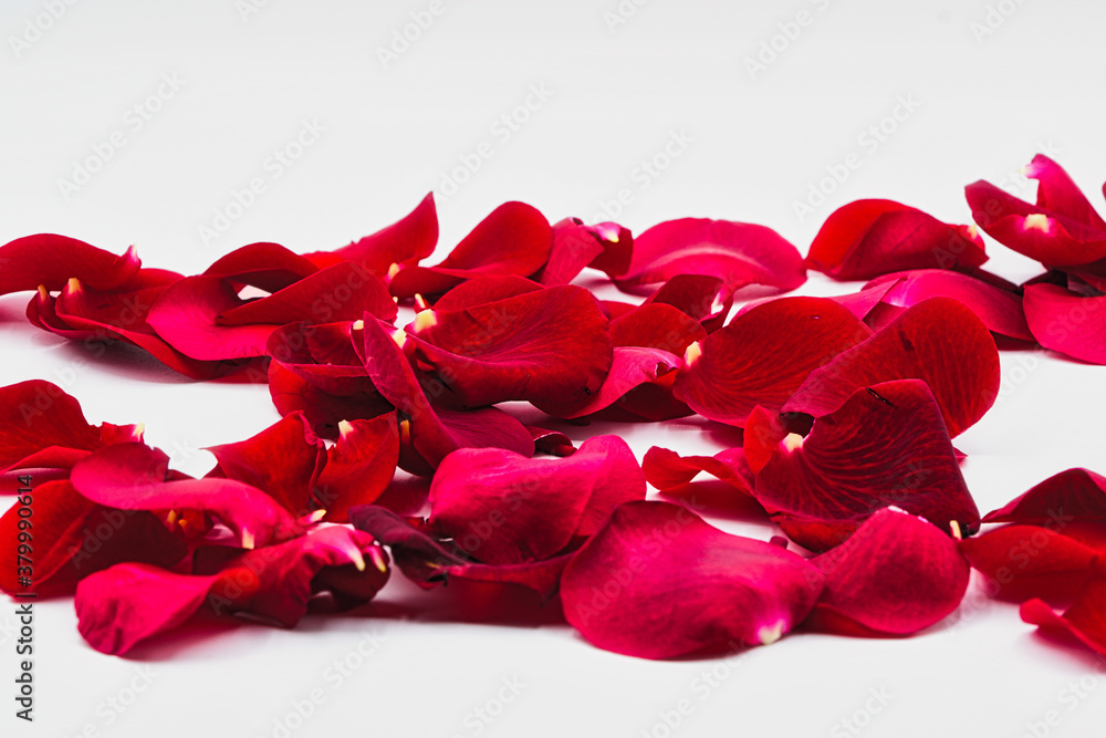 rose petals on white rose petals on white