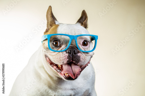 dog wearing glasses © Mariana