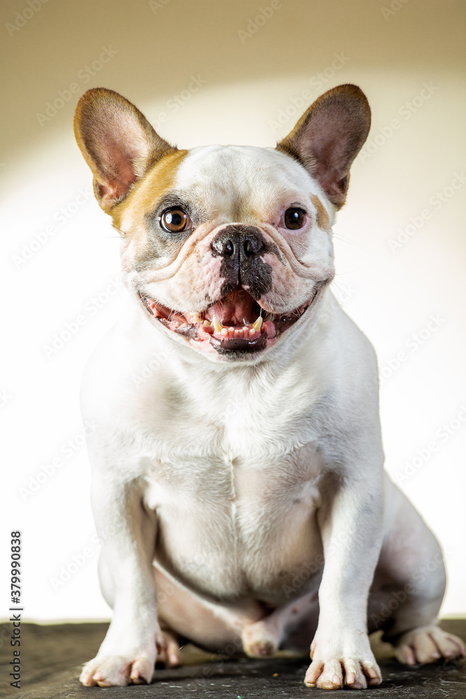 french bulldog puppy french bulldog puppy
