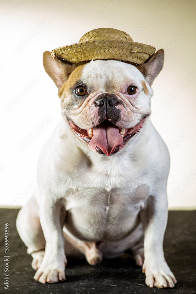 french bulldog wearing a hat
