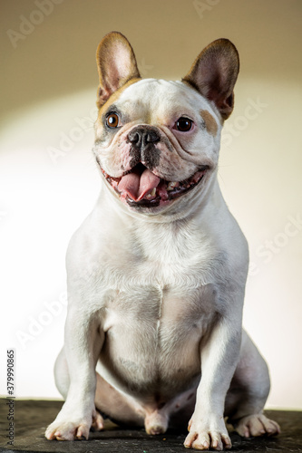 french bulldog puppy © Mariana