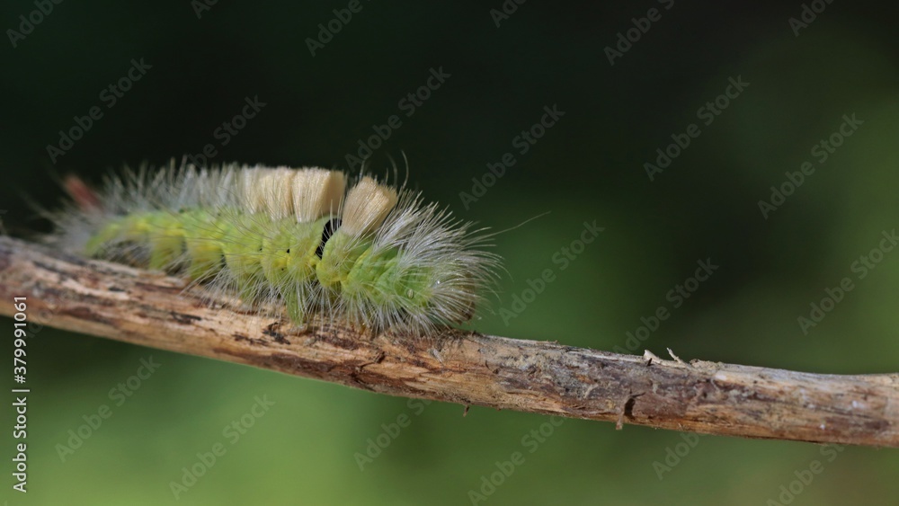 Raupe des Buchen-Streckfußes (Calliteara pudibunda). Raupe des Buchen-Streckfußes (Calliteara pudibunda).