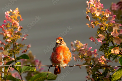 The young north cardinal sitting on a fence