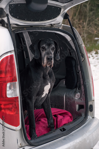 A dog in the back door photo