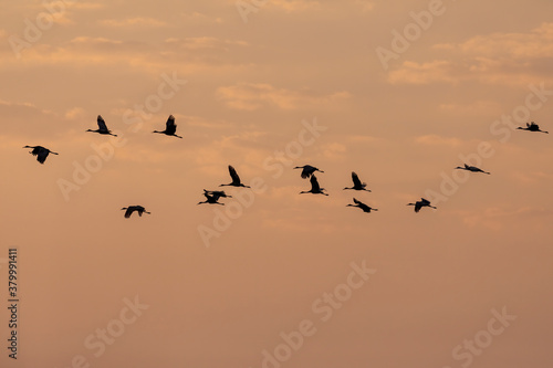Flying flock of sandhill cranes in the sunset © karel