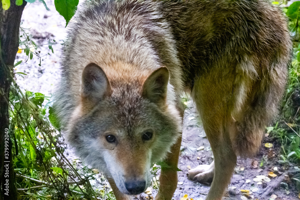 Obraz premium wolf in the zoo