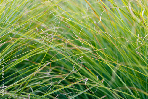 green grass background  close-up and full frame