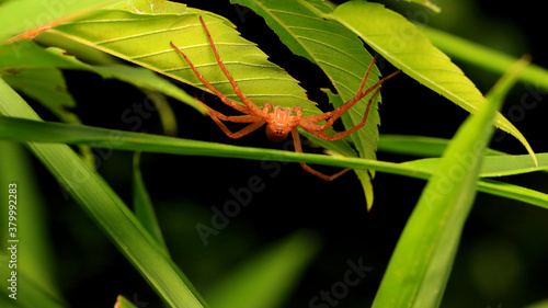 The Spider (Philodromus Auricomus) on The Leaves © TAK