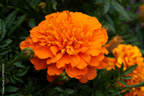 orange flowers of  tagetes potted plant close up