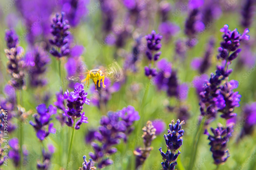 Fototapeta premium Bee and lavender flowers.