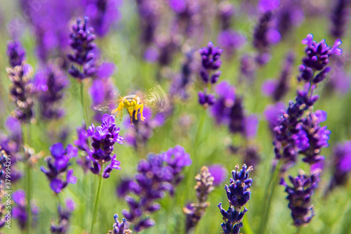 Bee and lavender flowers.